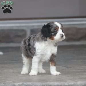 Canon, Cavapoo Puppy